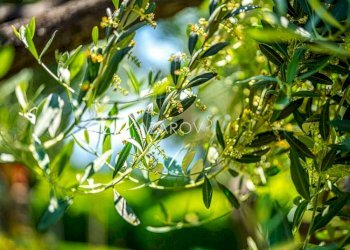 Villa Sanremo - foto 38