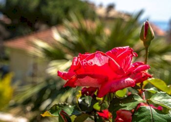 Villa Alassio - foto 28