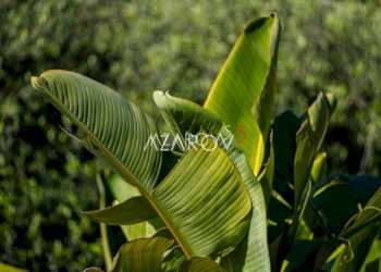 Villa Bordighera - foto 32