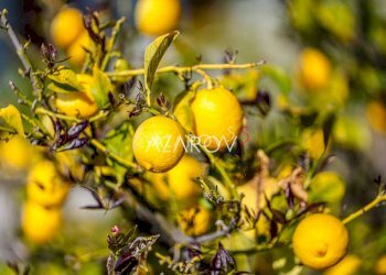 Villa Bordighera - foto 33