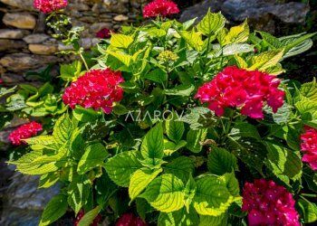 Villa Triora - photo 6