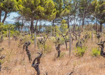 Villa Trapani - foto 24