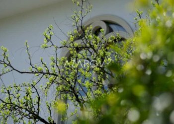 Villa Padova - foto 25