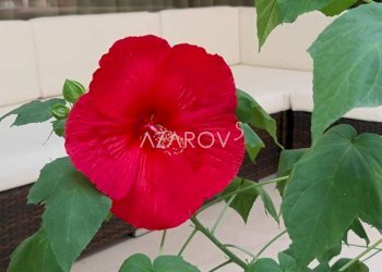 Villa Cervia - foto 18