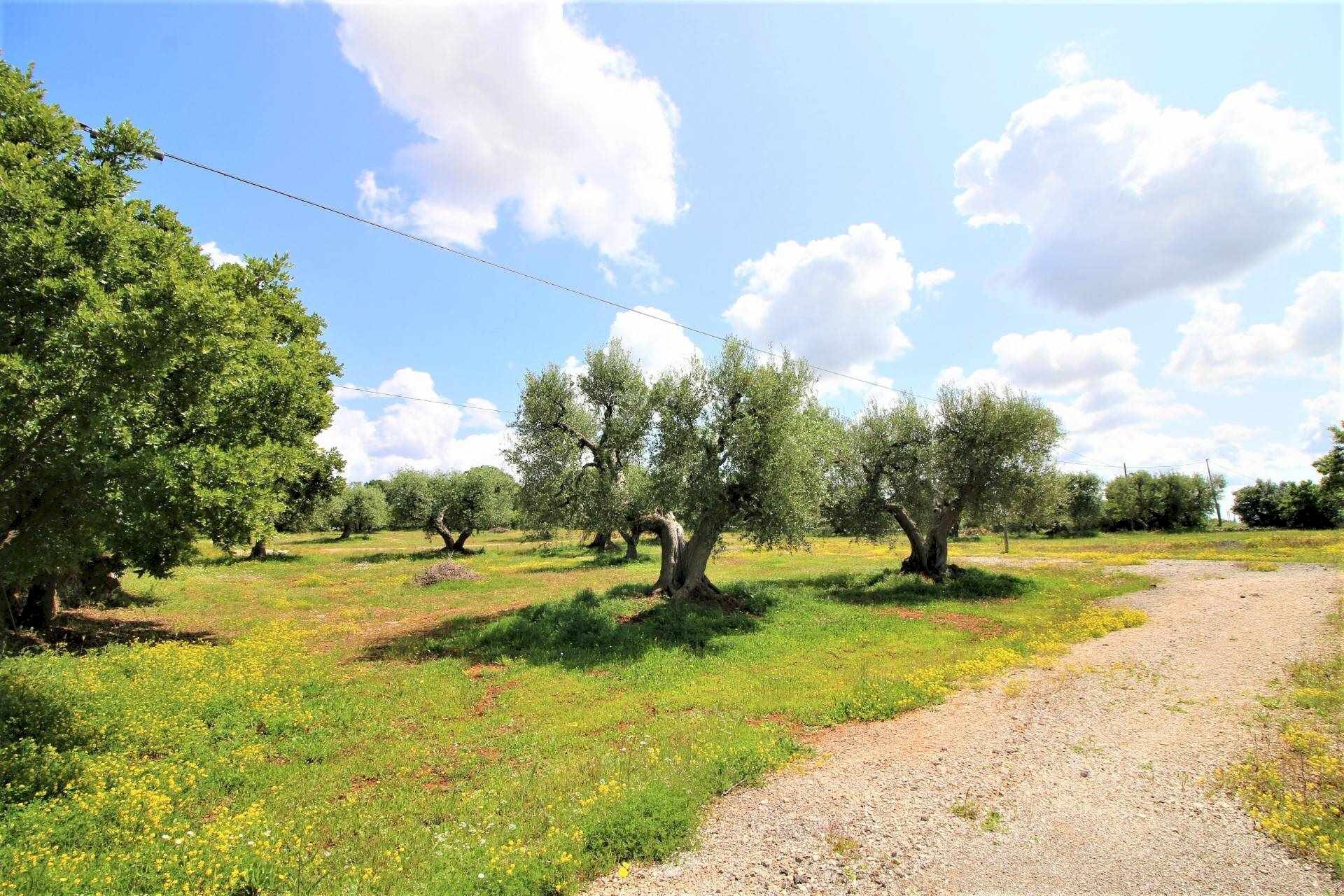 Agricultural land Via Cisternino, Martina Franca - photo 2