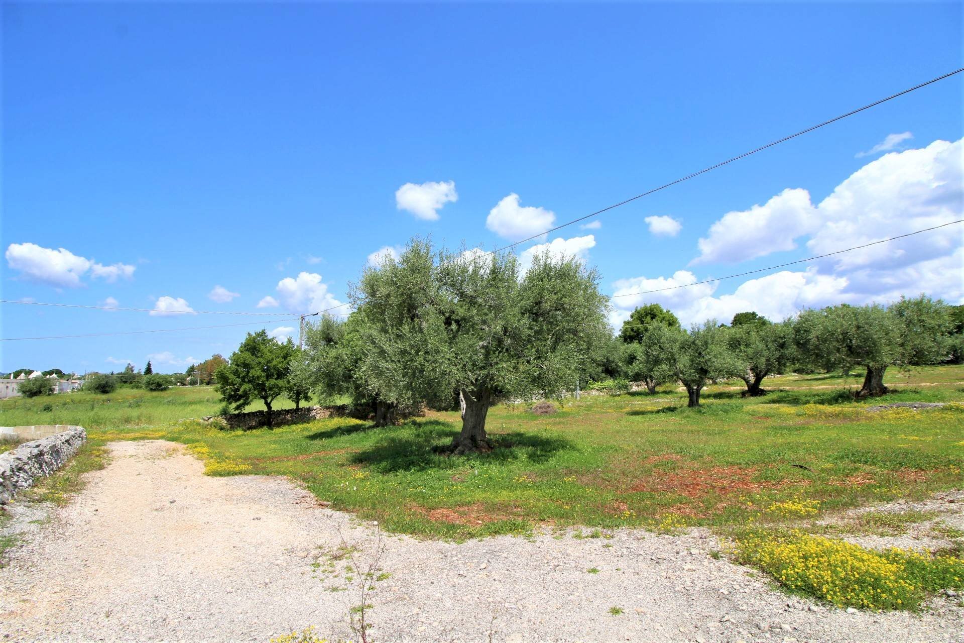 Agricultural land Via Cisternino, Martina Franca - photo 3