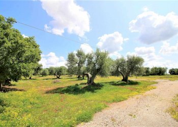 Terreno agricolo Via Cisternino, Martina Franca - foto 2