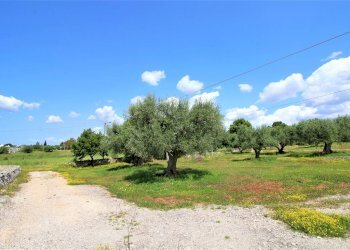 Terreno agricolo Via Cisternino, Martina Franca - foto 3