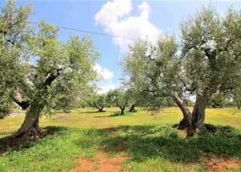 Terreno agricolo Via Cisternino, Martina Franca - foto 5