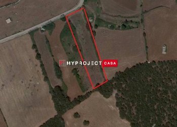 Terreno agricolo Contrada Papa Domenico, Martina Franca - foto 3