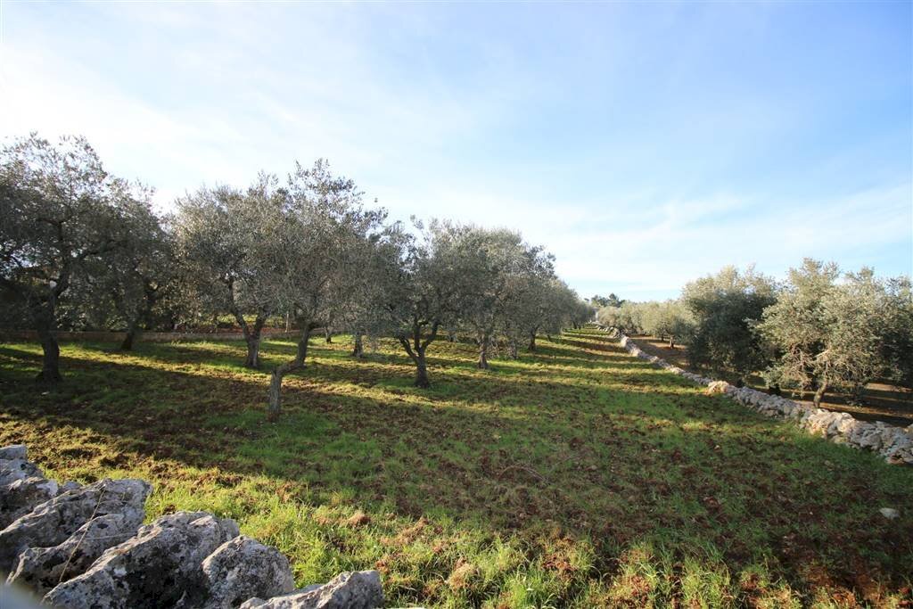 Terreno edificabile Località Ortolini, Martina Franca - foto 3
