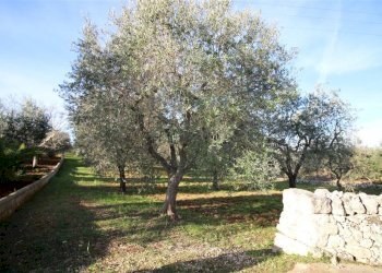 Terreno edificabile Località Ortolini, Martina Franca - foto 1