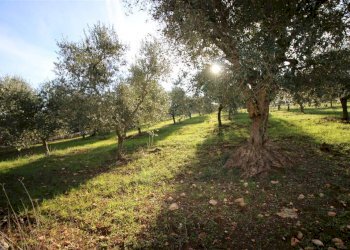 Terreno edificabile Località Ortolini, Martina Franca - foto 5
