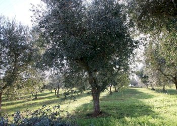Terreno edificabile Località Ortolini, Martina Franca - foto 8