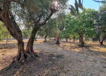 Trullo Contrada Castel Pagano, Ostuni - foto 14