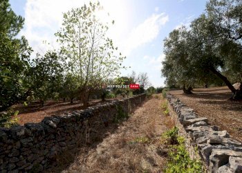 Terreno agricolo Indirizzo Non Disponibile, Cisternino - foto 1