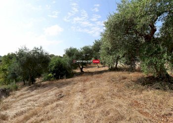 Terreno agricolo Indirizzo Non Disponibile, Cisternino - foto 3