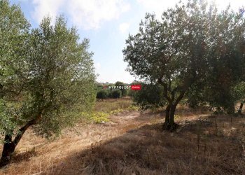 Terreno agricolo Indirizzo Non Disponibile, Cisternino - foto 5