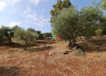 Terreno agricolo Indirizzo Non Disponibile, Cisternino - foto 6