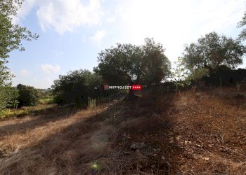 Terreno agricolo Indirizzo Non Disponibile, Cisternino - foto 7