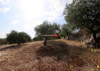 Terreno agricolo Indirizzo Non Disponibile, Cisternino - foto 8