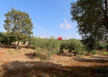 Terreno agricolo Indirizzo Non Disponibile, Cisternino - foto 9