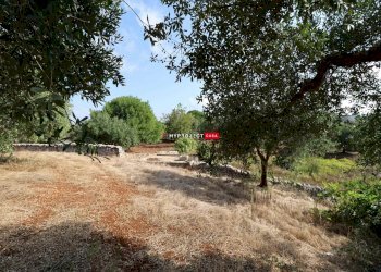 Terreno agricolo Indirizzo Non Disponibile, Cisternino - foto 10