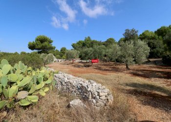 Trullo Contrada Monte, Cisternino - foto 2