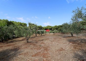 Trullo Contrada Monte, Cisternino - foto 5