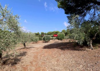 Trullo Contrada Monte, Cisternino - foto 6