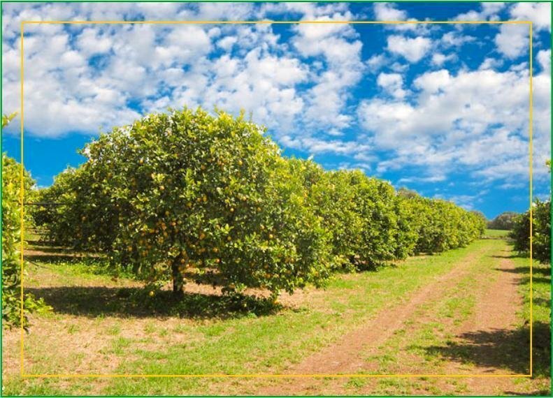 giardino_limoni_sicilia.jpg - Agricultural land Corso Vittorio Emanuele 81, Floridia - photo 1