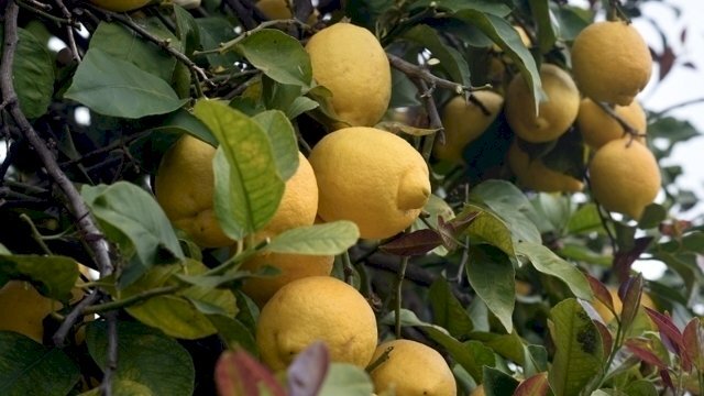 Limoneto in Sicilia.jpeg - Agricultural land Corso Vittorio Emanuele 81, Floridia - photo 2