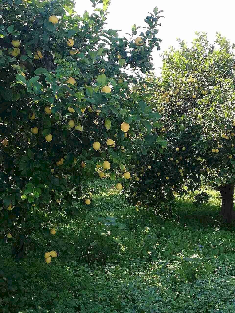 limone-femminello-scaled.jpg - Agricultural land Corso Vittorio Emanuele 81, Floridia - photo 3