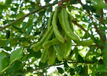 Ceratonia_siliqua_green_pods.jpg - Agricultural land Corso Vittorio Emanuele 81, Floridia - photo 6