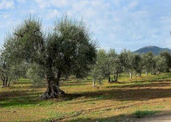 oliveto (1).jpg - Agricultural land Corso Vittorio Emanuele 81, Floridia - photo 16