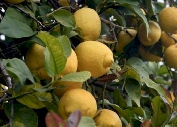 Limoneto in Sicilia.jpeg - Agricultural land Corso Vittorio Emanuele 81, Floridia - photo 19