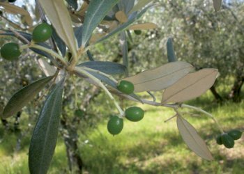 OO_11_8_oliveto.jpg - Agricultural land Corso Vittorio Emanuele 81, Floridia - photo 21
