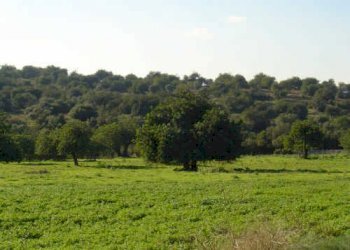 carrubbeto.jpg - Agricultural land Corso Vittorio Emanuele 81, Floridia - photo 22
