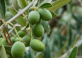 ulivo.jpg - Agricultural land Corso Vittorio Emanuele 81, Floridia - photo 23