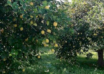 limone-femminello-scaled - Copia.jpg - Agricultural land Corso Vittorio Emanuele 81, Floridia - photo 24