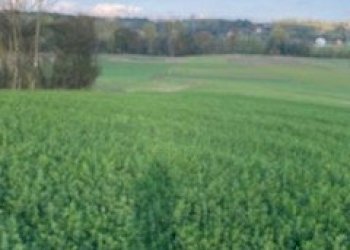 Terreno agricolo via  serra, frazione Serra, Buttigliera d'Asti - foto 2