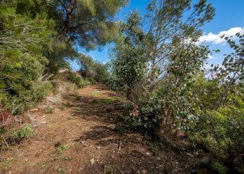 Terreno - Terreno agricolo SP55, 307, Sanremo - foto 7