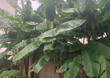 Independent house Ferrara (neighborhood Boara) - photo 17