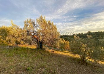 photo_2023-11-14_21-56-42.jpg - Terreno agricolo Via Roma 16, Riparbella - foto 5