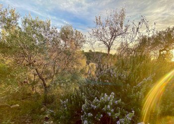 photo_2023-11-14_21-56-44.jpg - Terreno agricolo Via Roma 16, Riparbella - foto 6