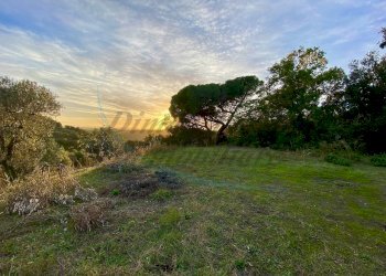 photo_2023-11-14_21-56-43.jpg - Terreno agricolo Via Roma 16, Riparbella - foto 7