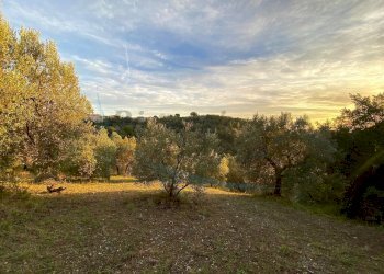 photo_2023-11-14_21-56-41 (2).jpg - Terreno agricolo Via Roma 16, Riparbella - foto 8