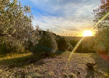 photo_2023-11-14_21-56-41.jpg - Terreno agricolo Via Roma 16, Riparbella - foto 9