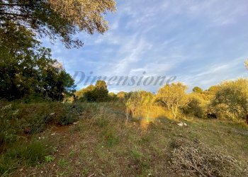 photo_2023-11-16_23-08-11.jpg - Terreno agricolo Via Roma 16, Riparbella - foto 10