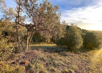 photo_2023-11-14_21-56-40.jpg - Terreno agricolo Via Roma 16, Riparbella - foto 12
